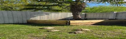 Hermann Tortoise reptiles for sale: Two 4 year old hermann tortoise - Advert 2