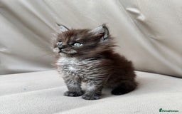 Maine Coon cats for sale: Maine coon boy - Image 3