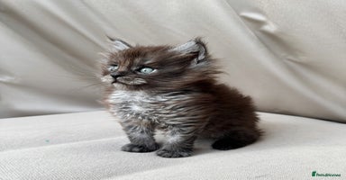 Maine Coon cats - Advert 15