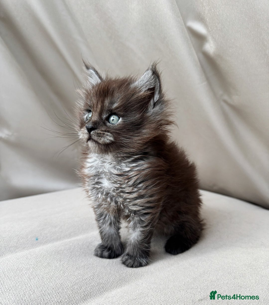 Maine Coon cats for sale: Maine coon boy - Image 3