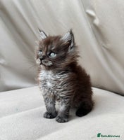 Maine Coon cats - Advert 4