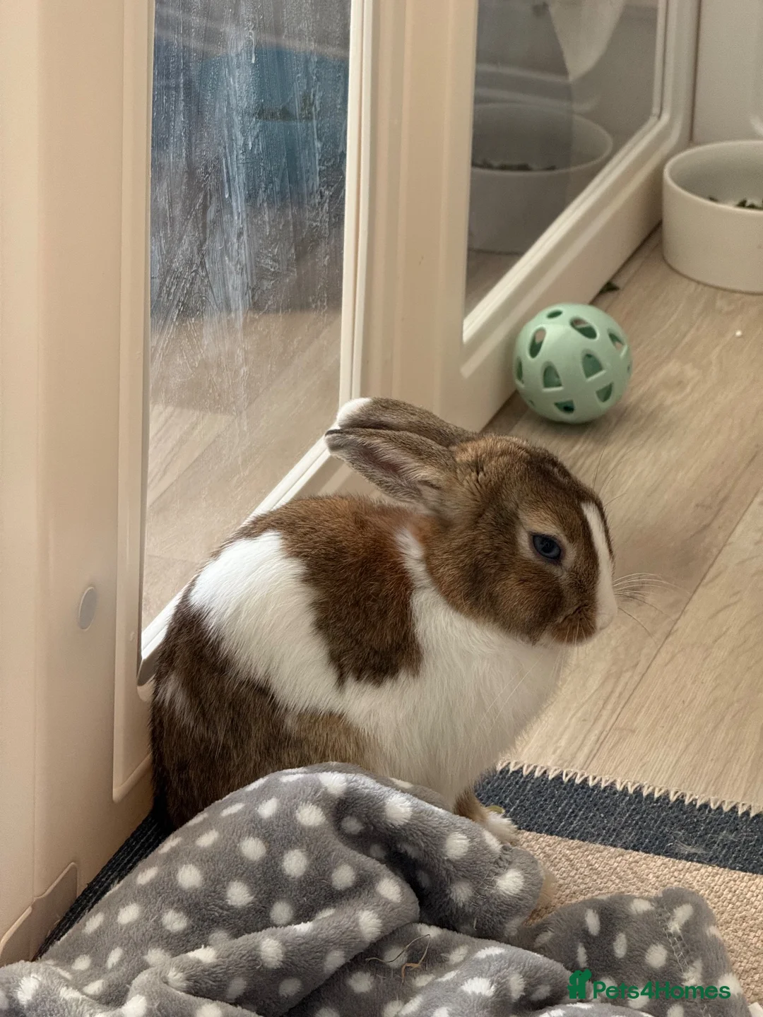 Netherland Dwarf rabbits for sale: Neverland dwarf rabbit called Charlie! in Farnborough - Advert 2
