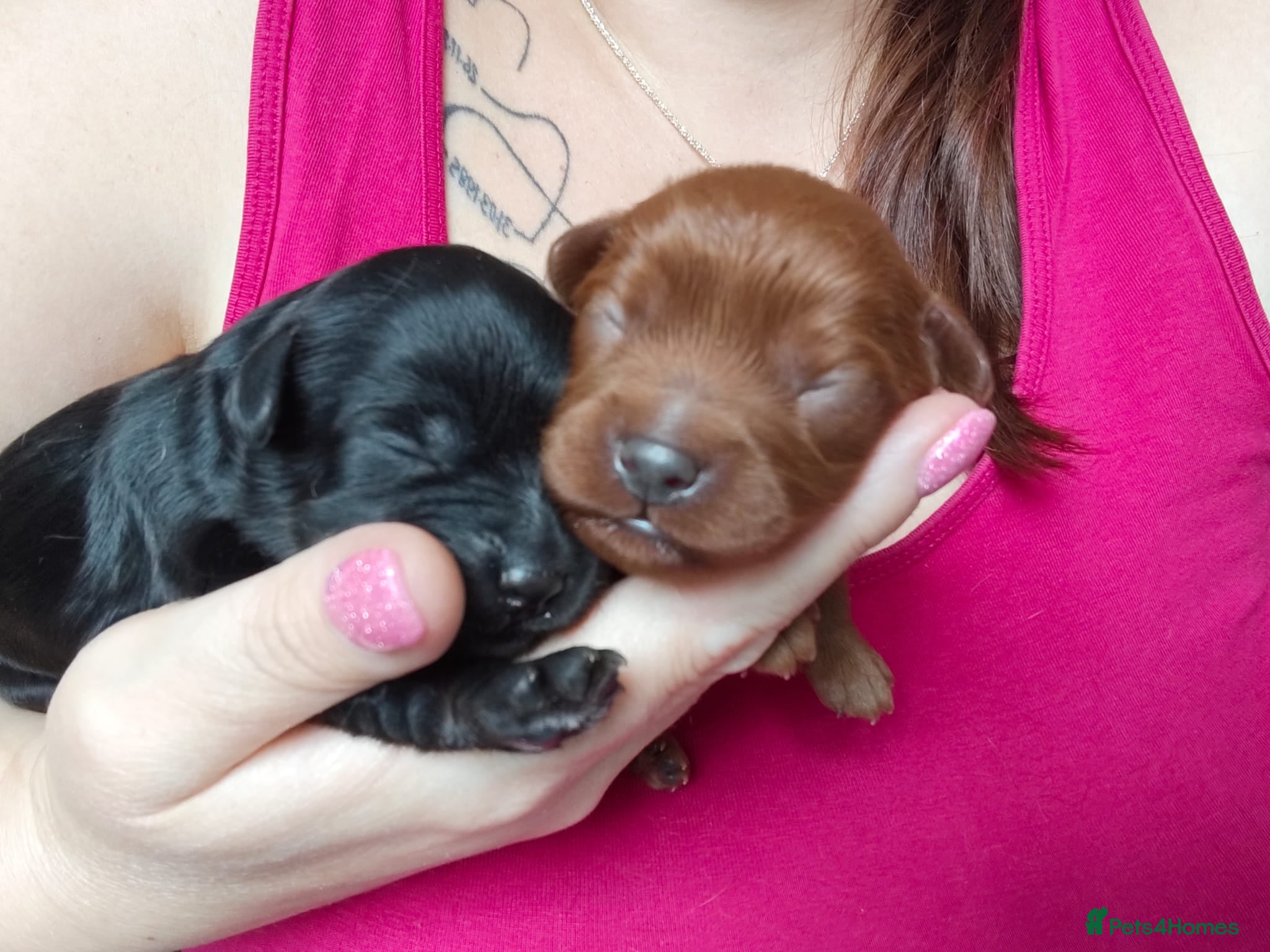 Cavapoo dogs Beautiful bunch of cuteness  🧸 🧸❤️❤️❤️ - Advert 16