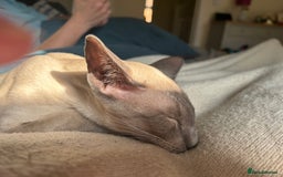 Oriental cats for sale: Oriental and Siamese cats for adoption - Image 5