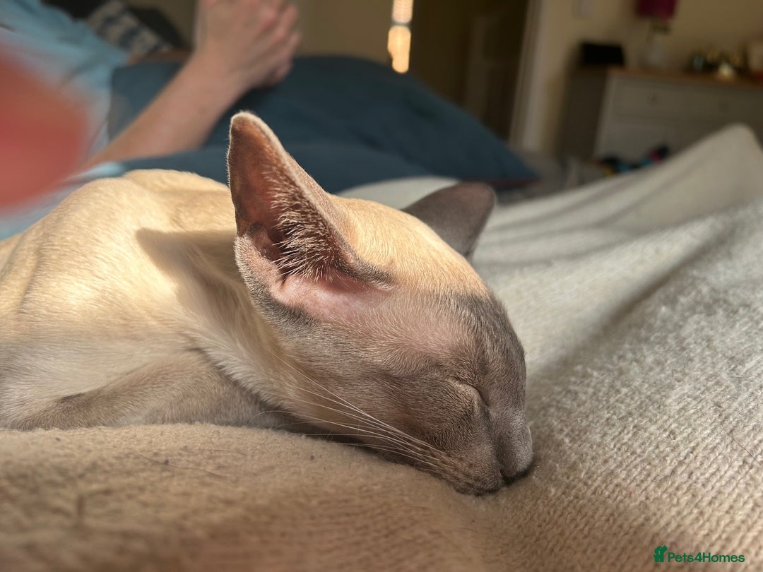 Oriental cats for sale: Oriental and Siamese cats for adoption - Image 5