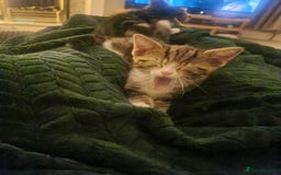 Mixed Breed cats for sale: Last girl kitten available immediately - Image 5