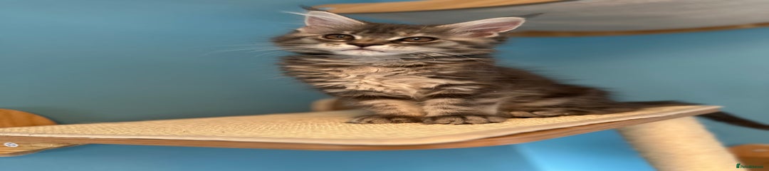 Maine Coon Kitten 1