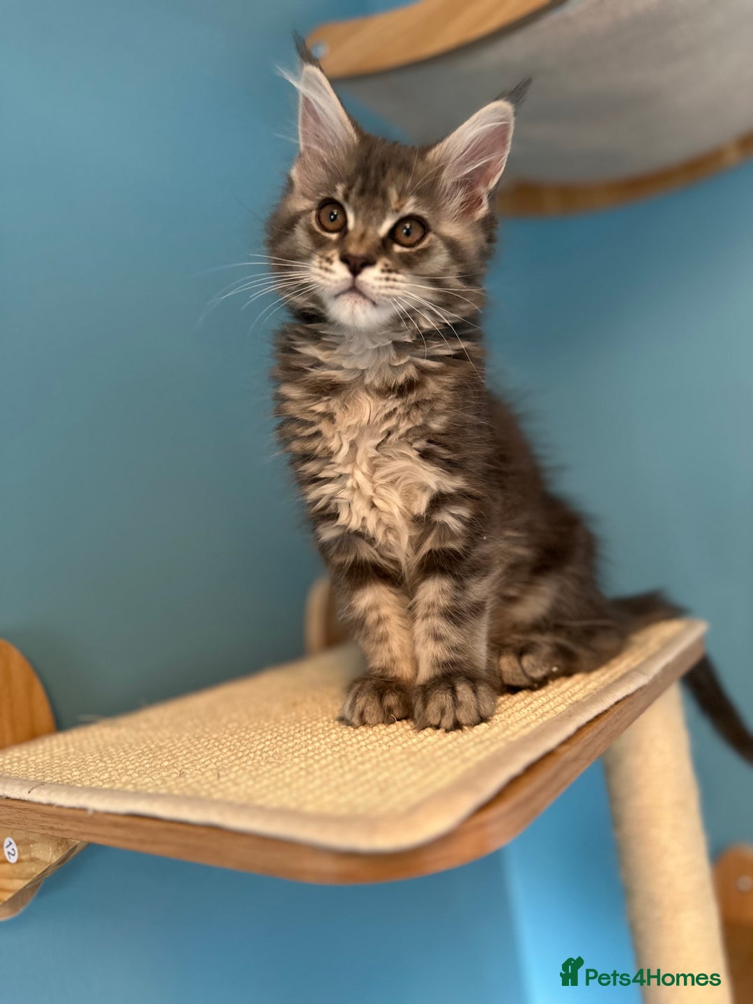 Maine Coon cats for sale: GCCF Registered Maine Coon Kittens *2 left* - Image 9