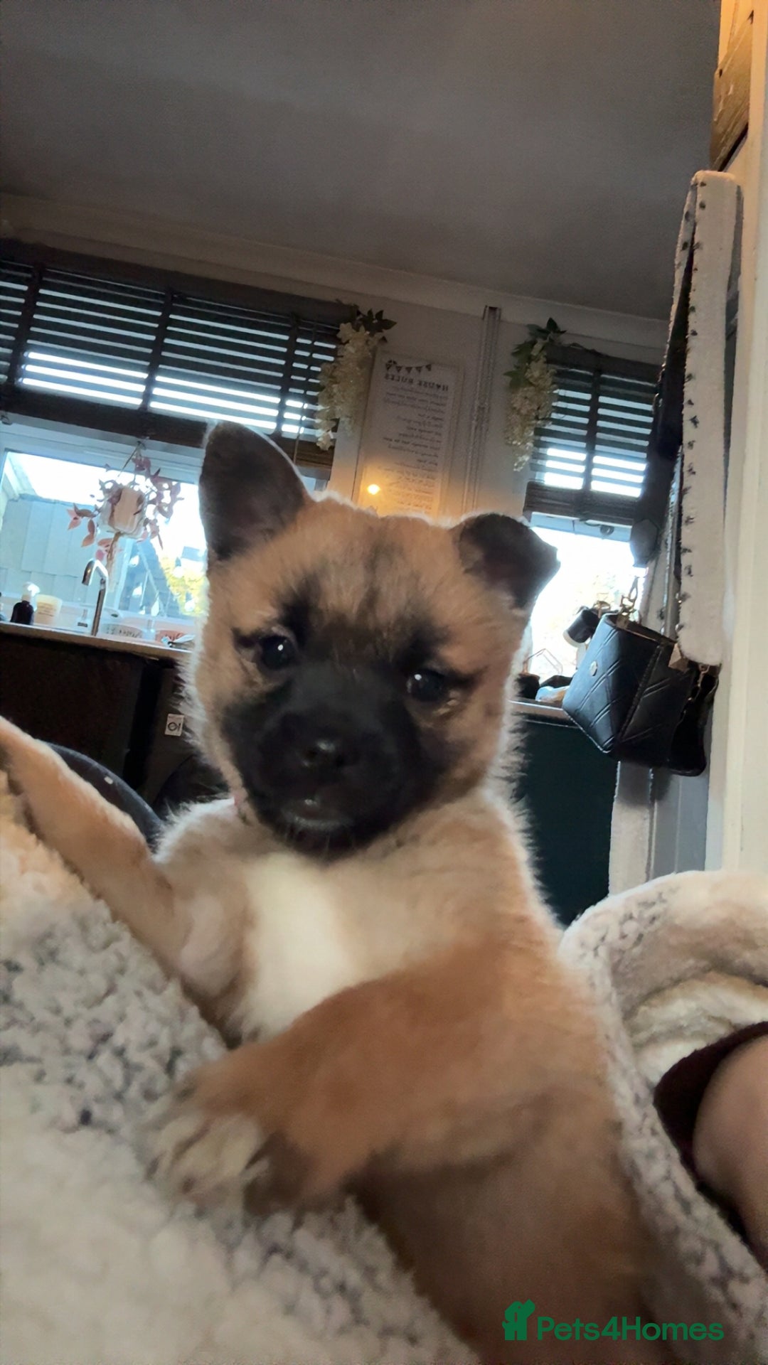 Mixed Breed dogs for sale: 3 beautiful pomeranions cross with jack russels  - Advert 2