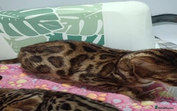 Bengal cats for sale: Pure Bengal kittens - Image 10