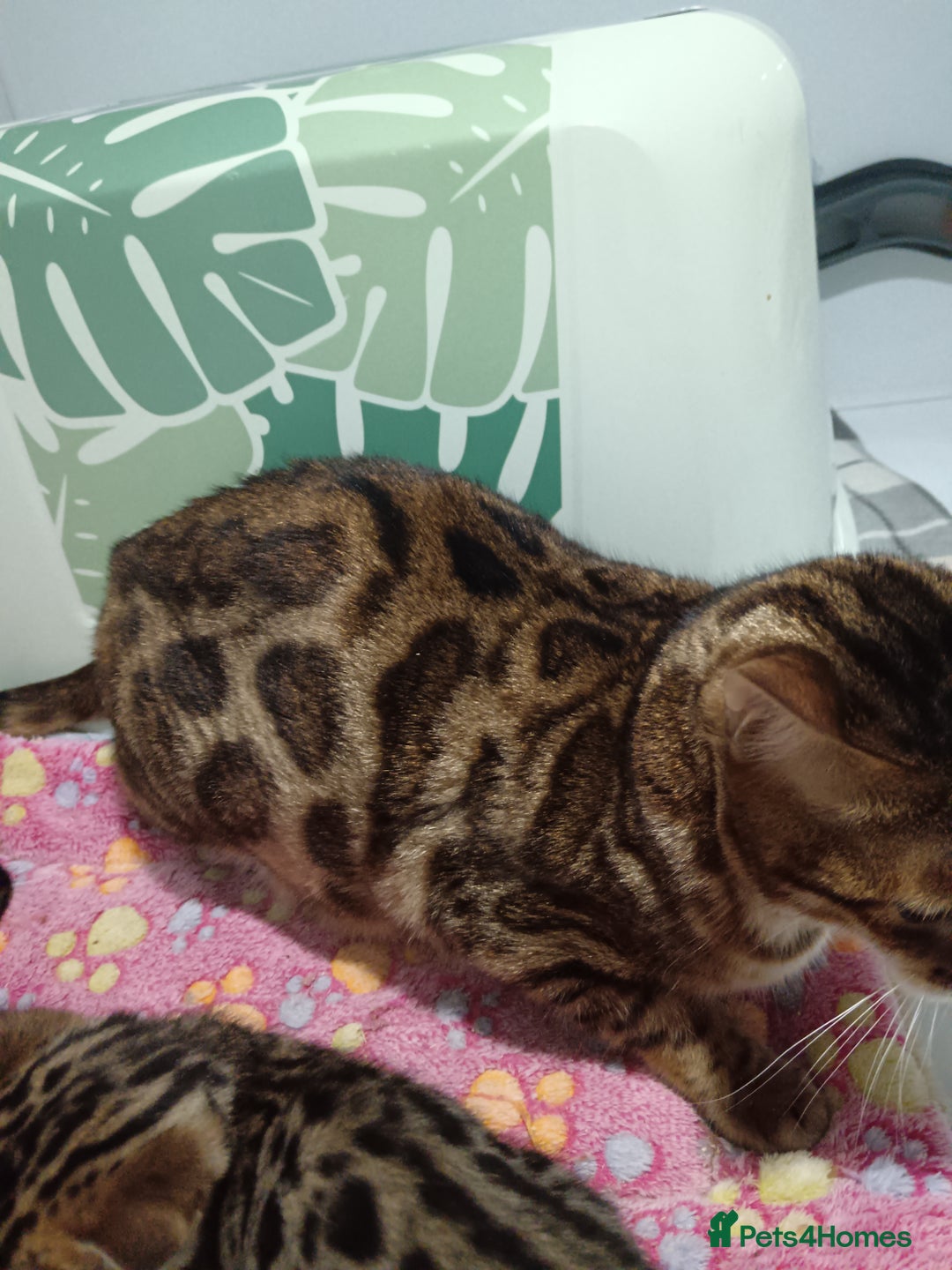 Bengal cats for sale: Pure Bengal kittens - Image 10