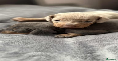 Miniature Dachshund dogs - Advert 2