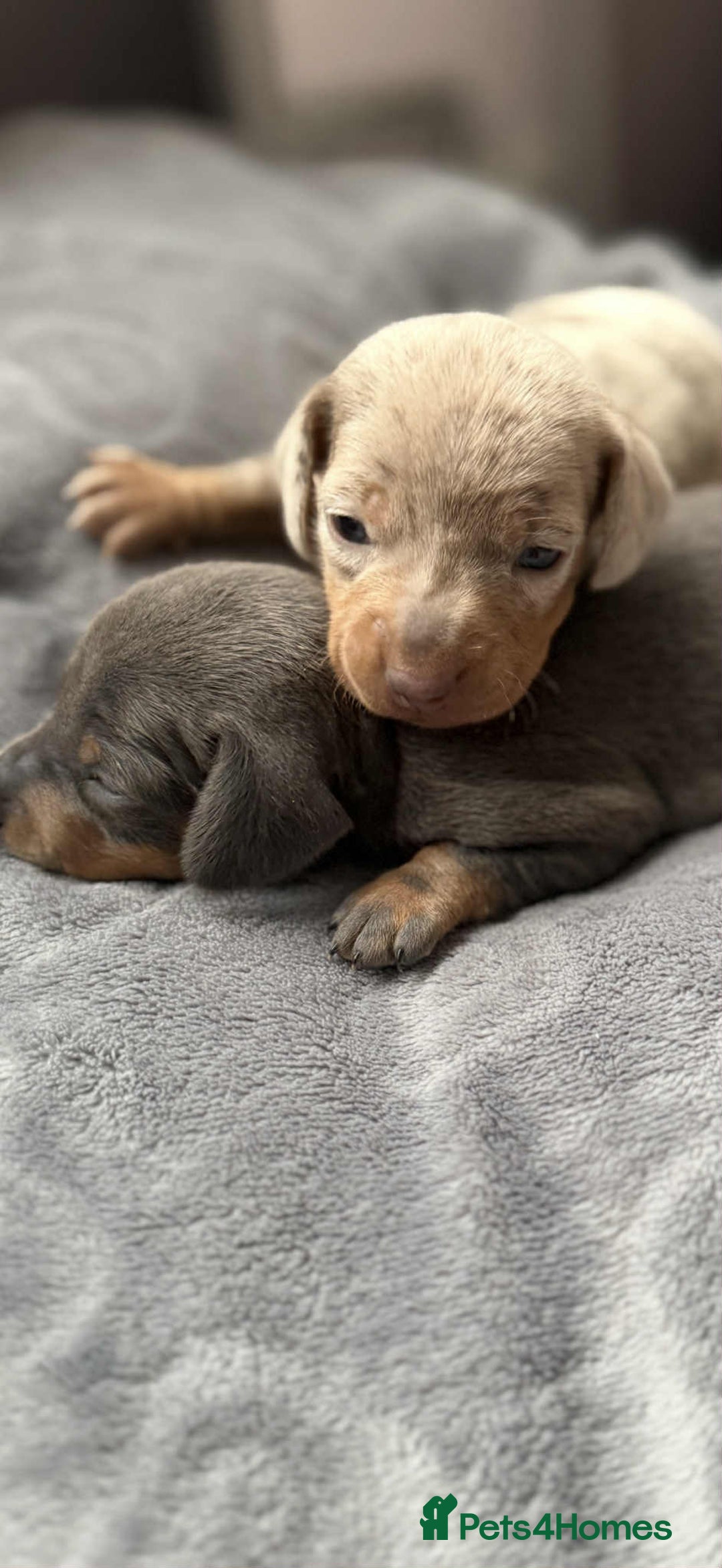 Miniature Dachshund dogs for sale: Adorable Miniature Dachshund Puppies ! 🐾 - Image 3