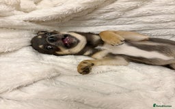Chihuahua dogs for sale: Smiley Blue boy for pet home  - Image 4
