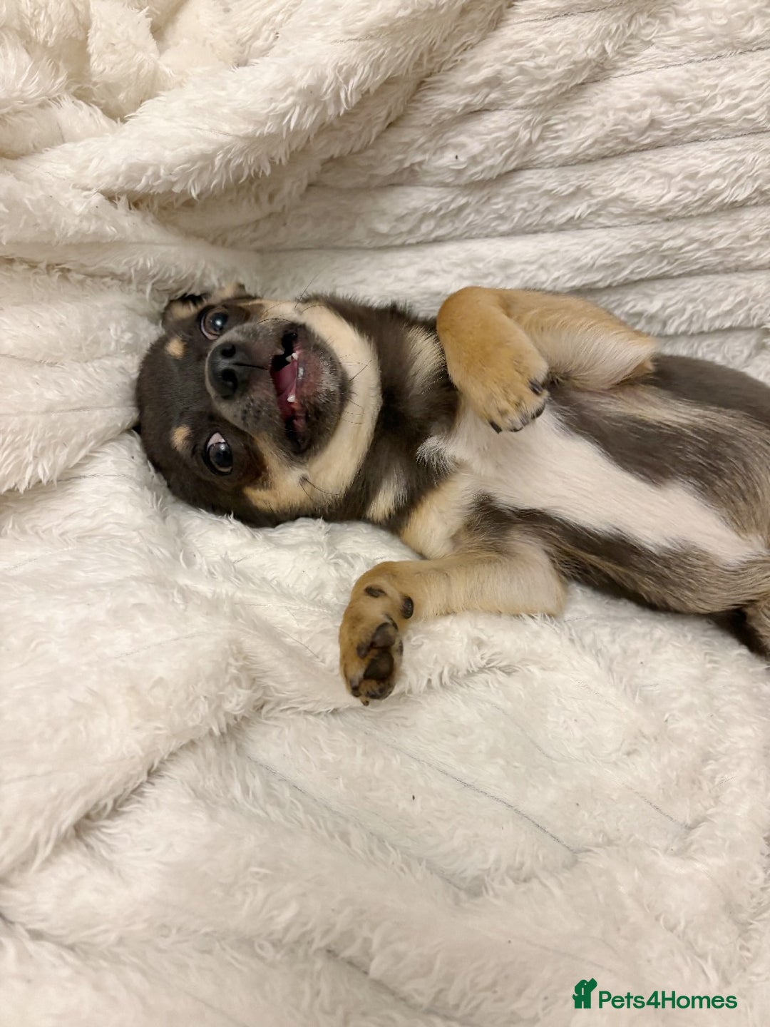 Chihuahua dogs for sale: Smiley Blue boy for pet home  - Image 4