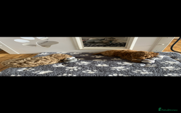 Poochon dogs for sale: 🐾 Poochon puppies 💕🐾🐾 - Image 10