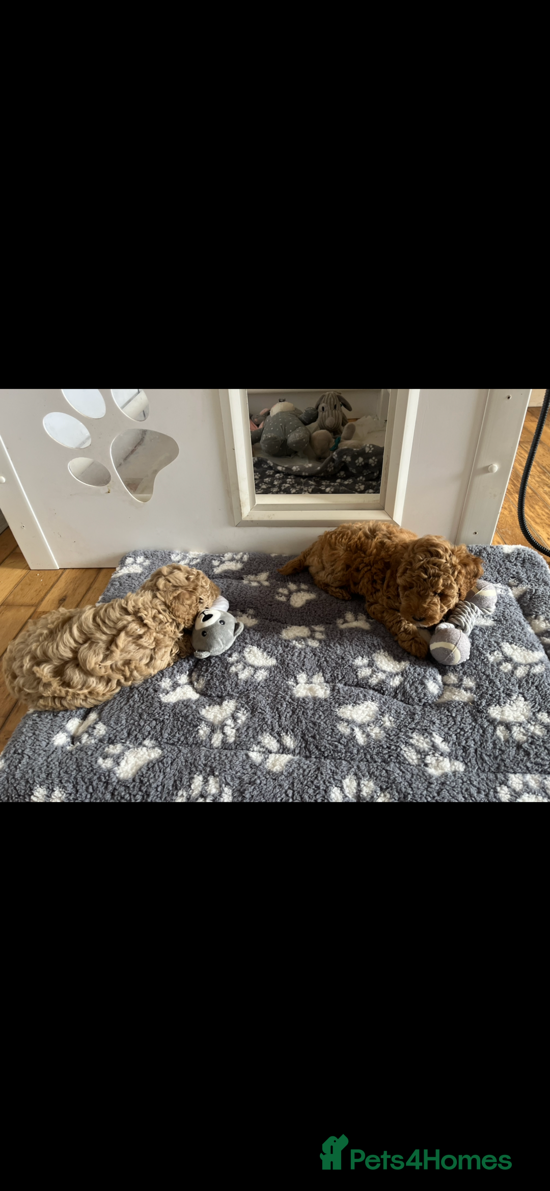Poochon dogs for sale: 🐾 Poochon puppies 💕🐾🐾 - Image 10