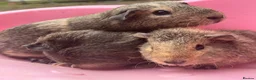 Guinea Pig rodents for sale: Mixed litter of guinea pigs and mum  in Colchester - Advert 1