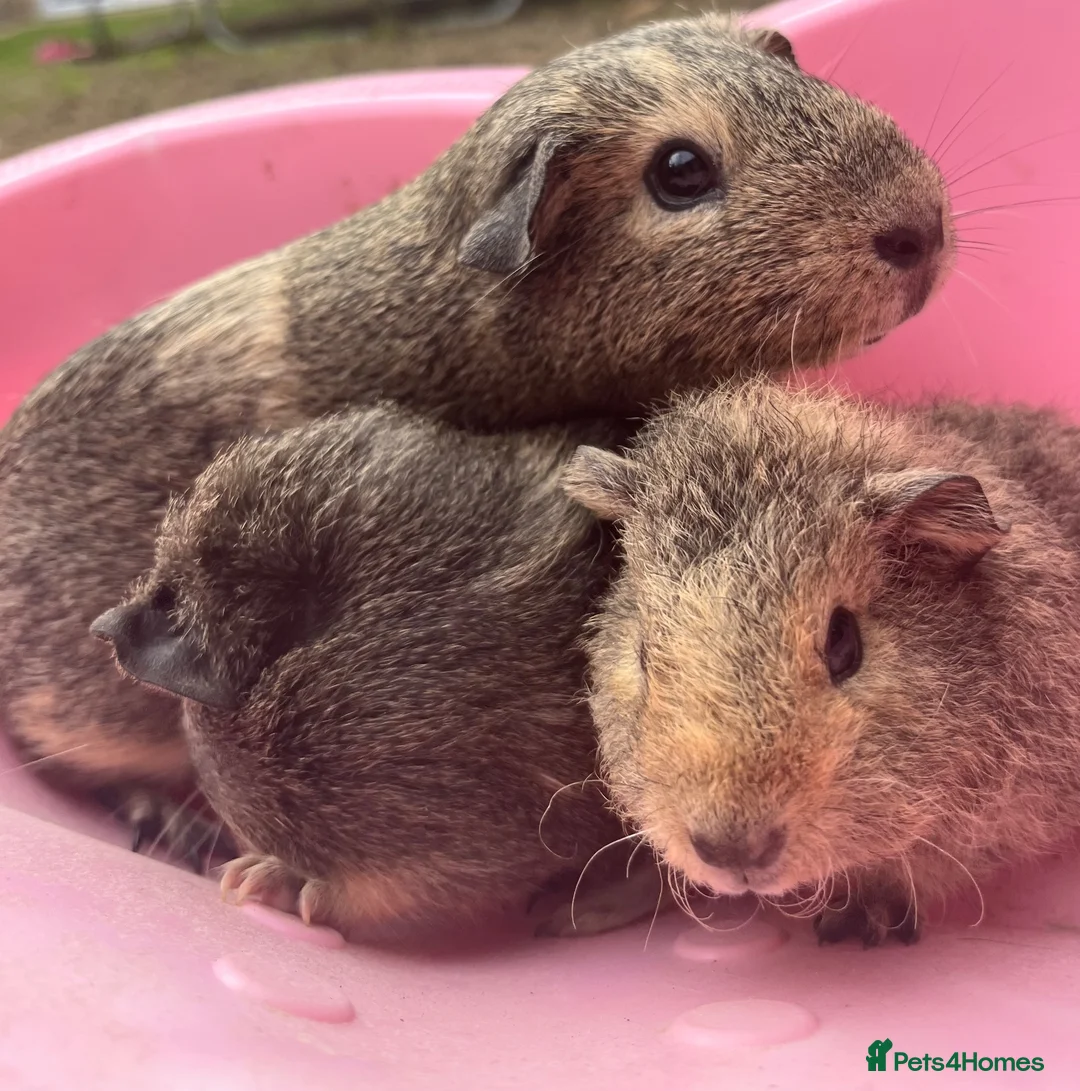 Guinea Pig rodents for sale: Mixed litter of guinea pigs and mum  in Colchester - Advert 1