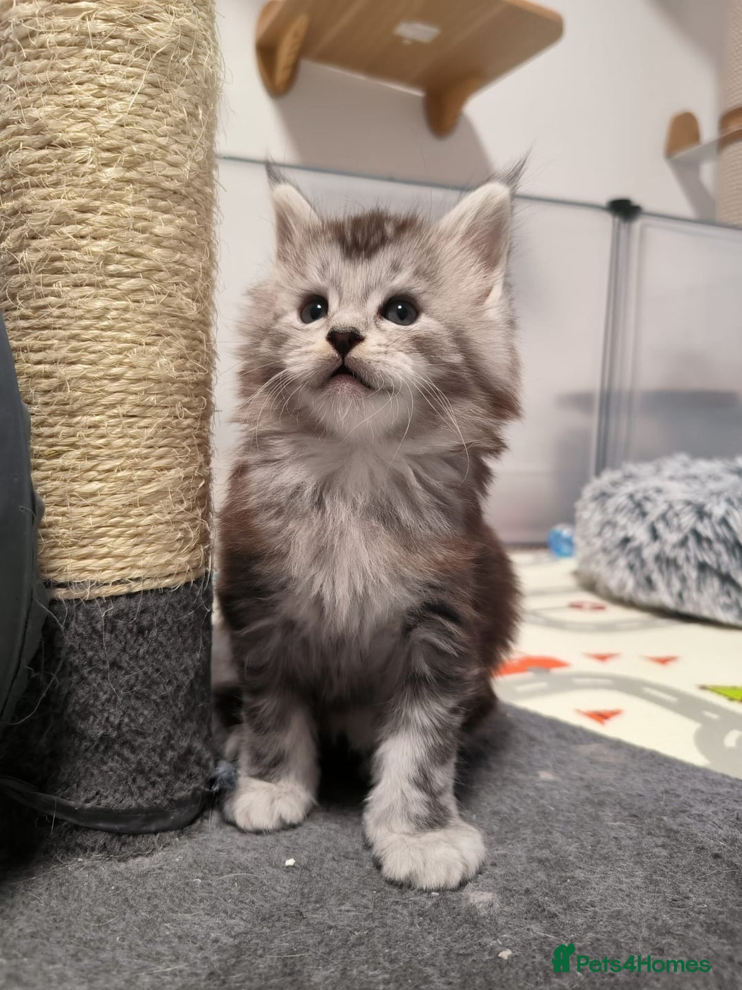 Maine Coon cats for sale: Maine Coon Kittens - Advert 5