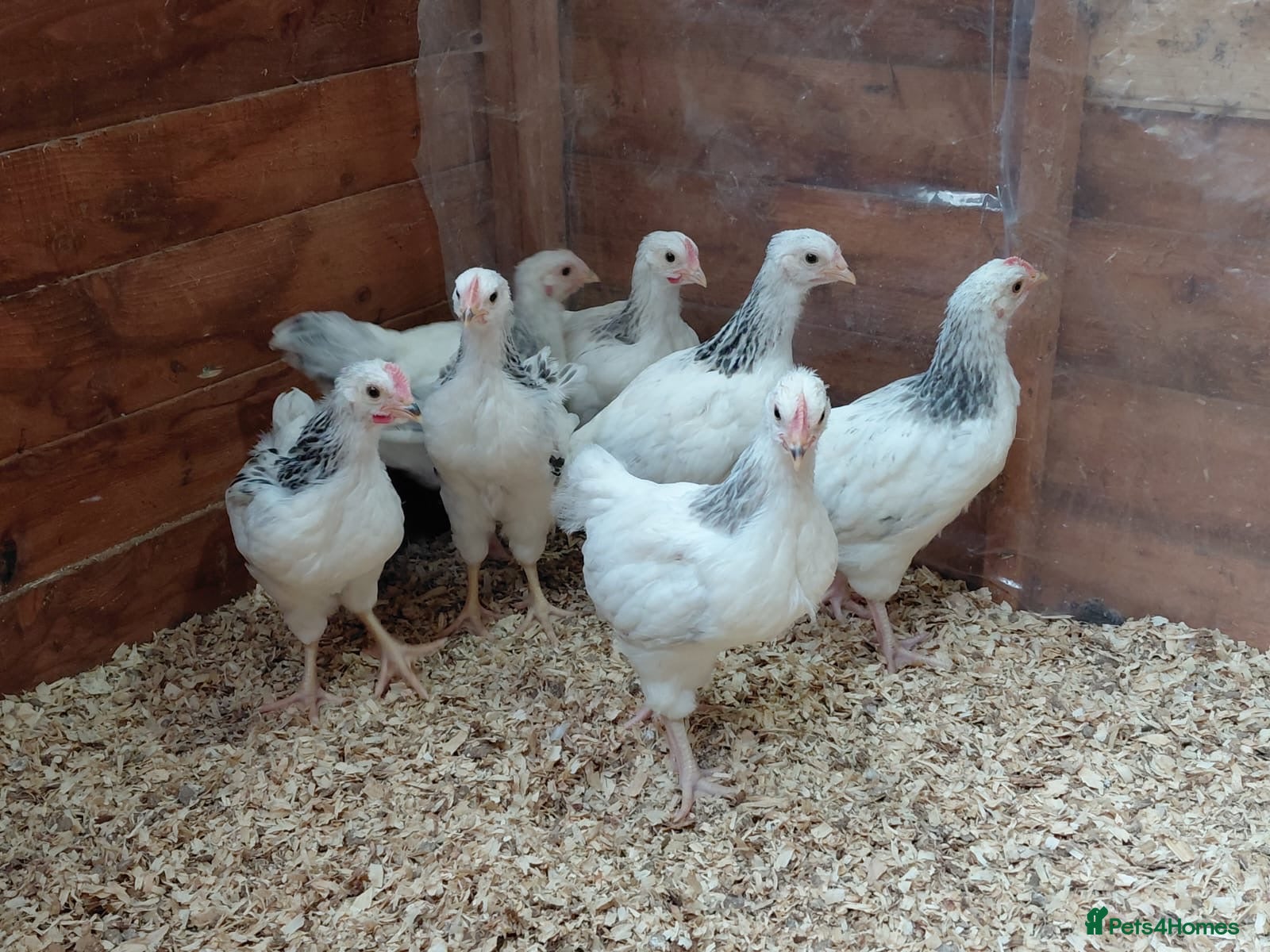 Chickens poultry Young Light Sussex chickens unsexed  - Advert 1