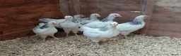 Chickens poultry for sale: Young Light Sussex chickens unsexed  - Advert 1