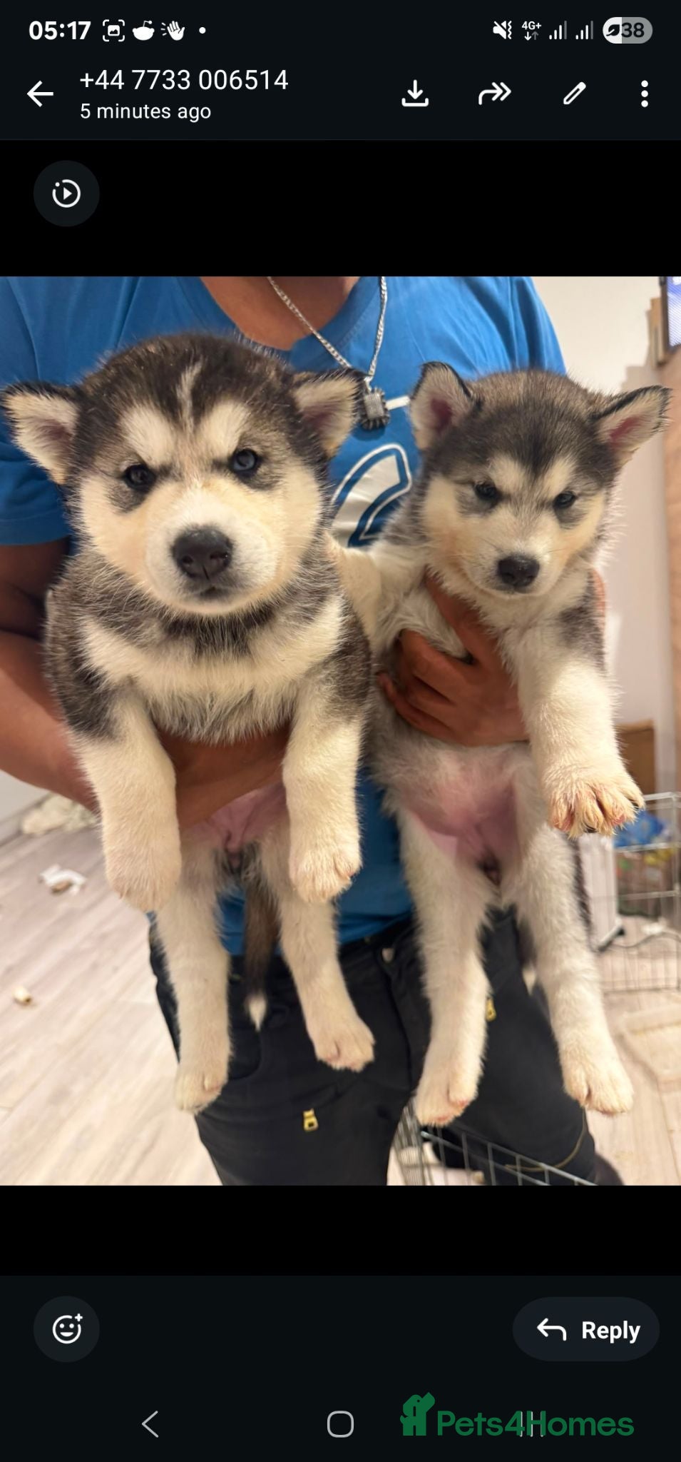Mixed Breed dogs Malkita puppies akita x alaskan malamute  - Advert 7