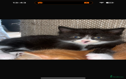 British Shorthair cats for sale: 3 x beautiful girls ready to go 8th November  - Image 1