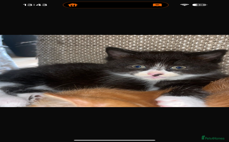 British Shorthair cats - Advert 1