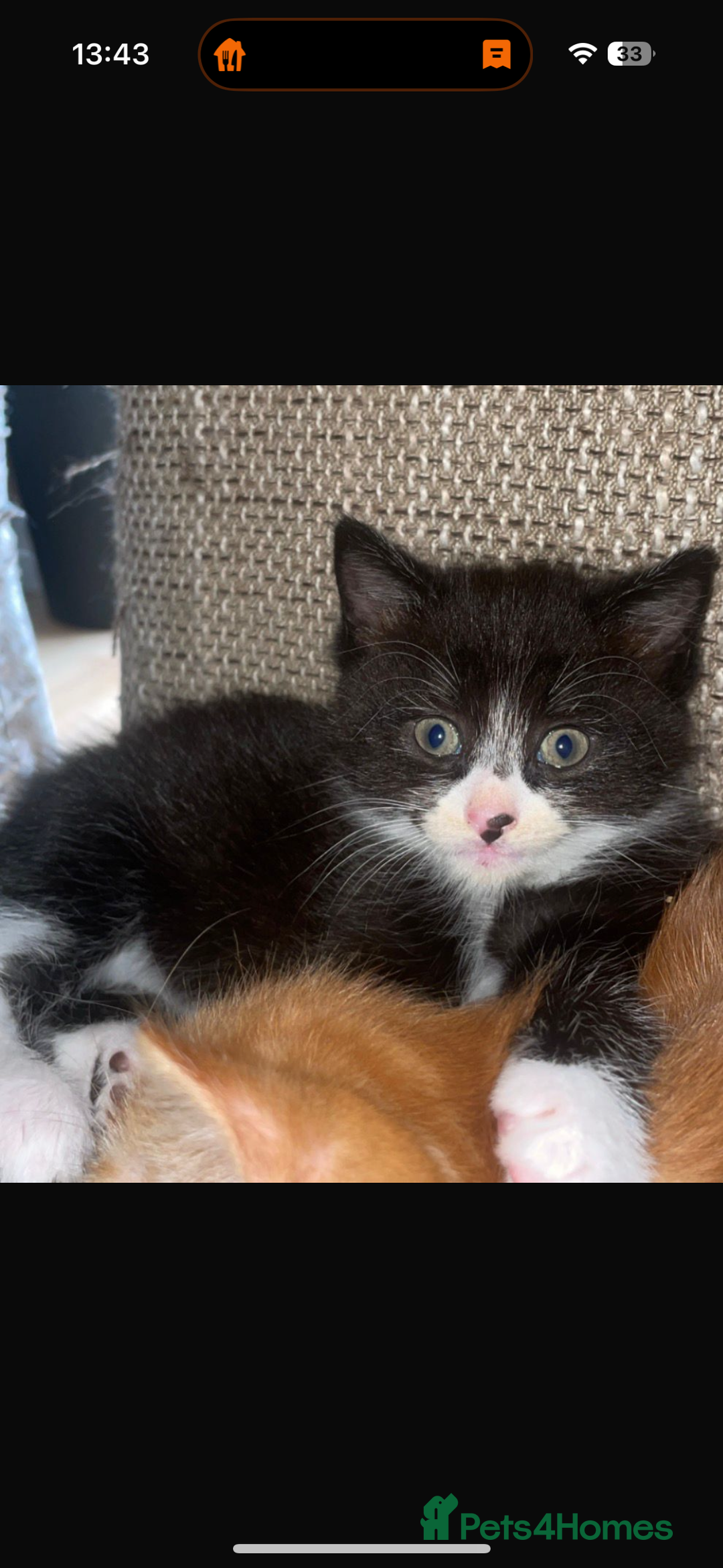 British Shorthair cats for sale: 3 x beautiful girls ready to go 8th November  - Image 1