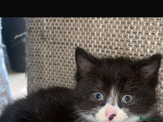 British Shorthair cats - Advert 1