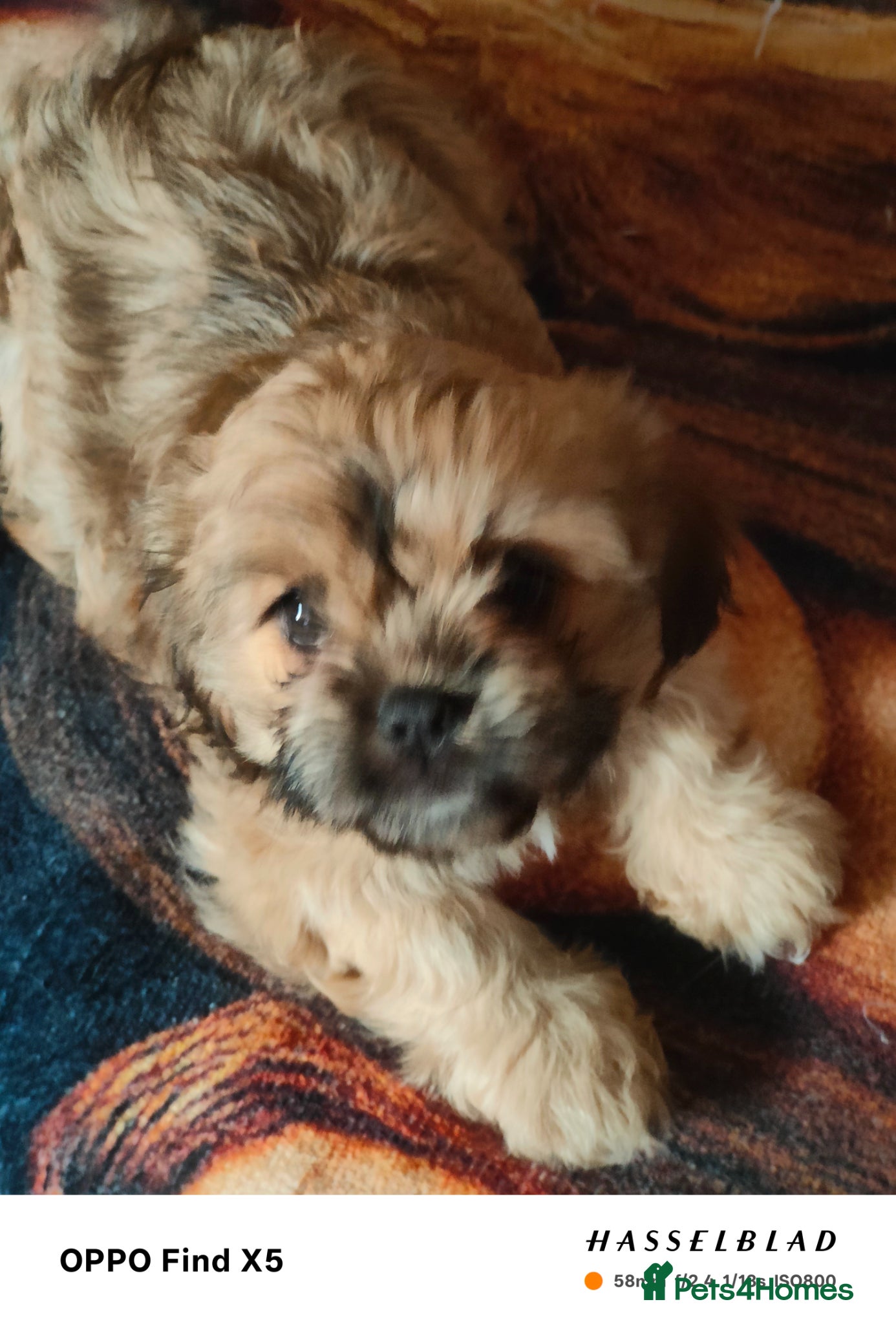 Cava Tzu dogs CAVA TZU FOR SALE - Advert 1