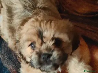 Cava Tzu dogs CAVA TZU FOR SALE - Advert 9