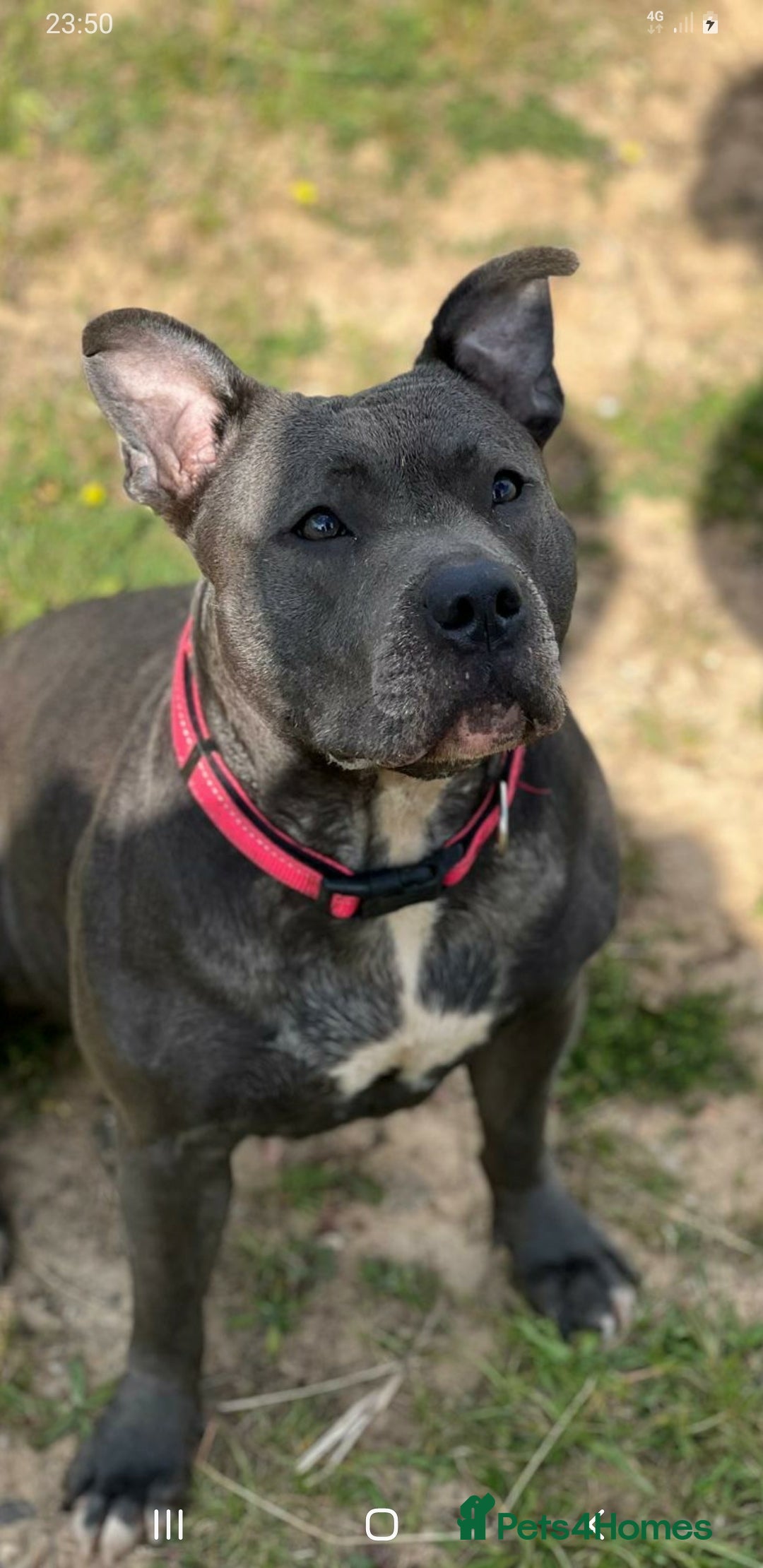 Staffordshire Bull Terrier dogs for sale: Beautiful female staffy puppy - Image 9