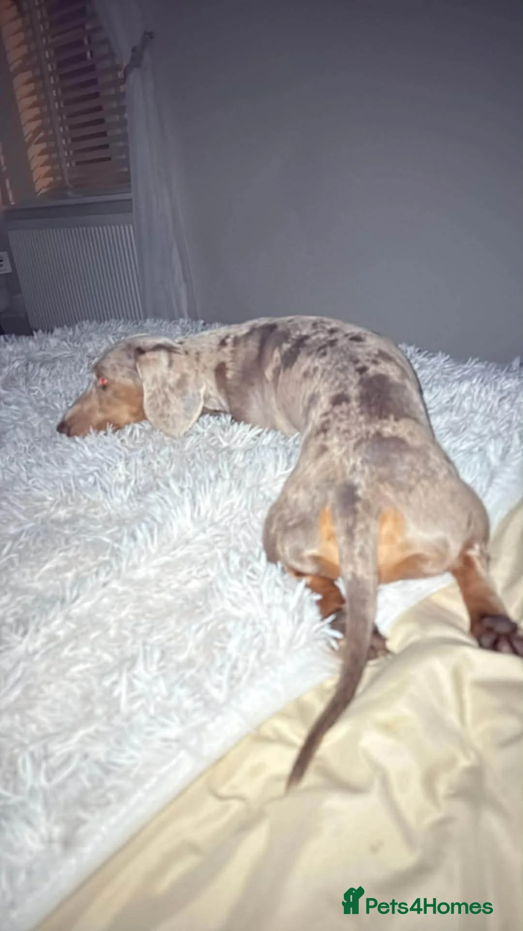 Miniature Dachshund dogs for sale: Male dachshund  - Advert 2