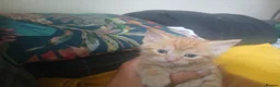 Mixed Breed cats for sale: beautiful kittens  - Advert 9