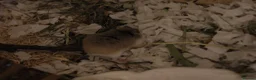 Hamster rodents for sale: Aurora - 100 Acre Hamster Rescue - Advert 3