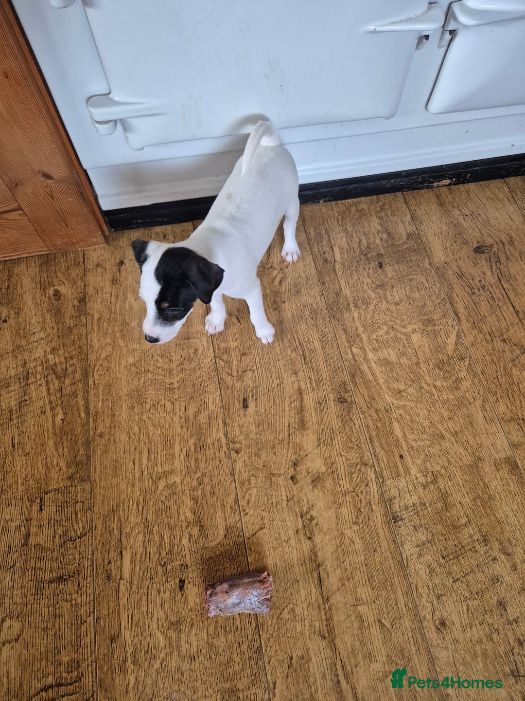 Parson Russell dogs for sale: Last Puppy Remaining due to time waster  - Advert 19