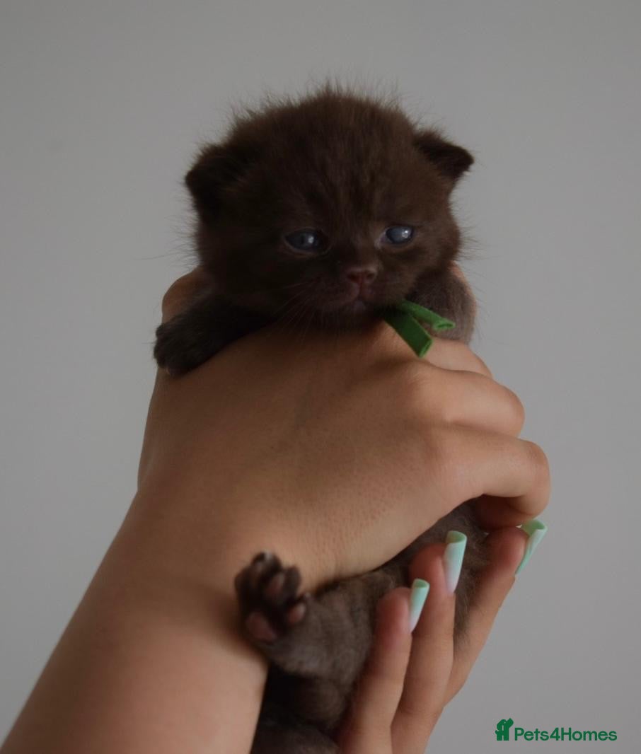 British Shorthair cats Tica registered BSH kittens - Advert 1