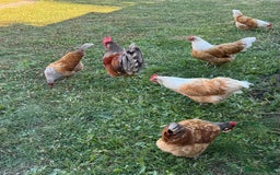 Chickens poultry for sale: Purebred Vorwerk chicks and chickens for sale - Image 10