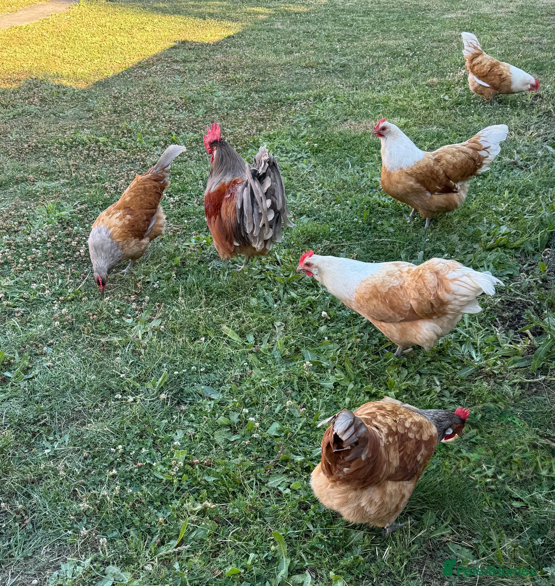 Chickens poultry for sale: Purebred Vorwerk chicks and chickens for sale - Image 10