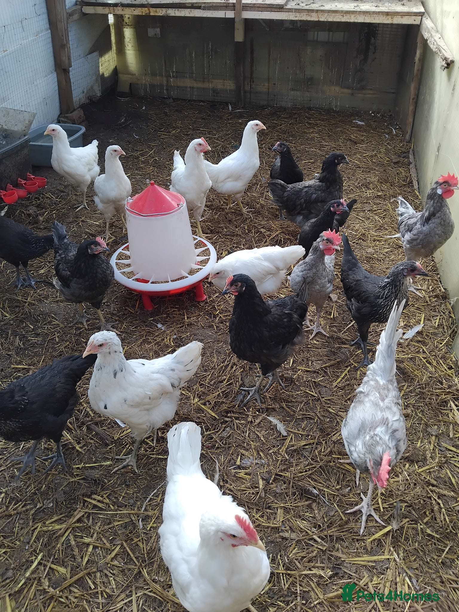 Chickens poultry Laying hens - Advert 1