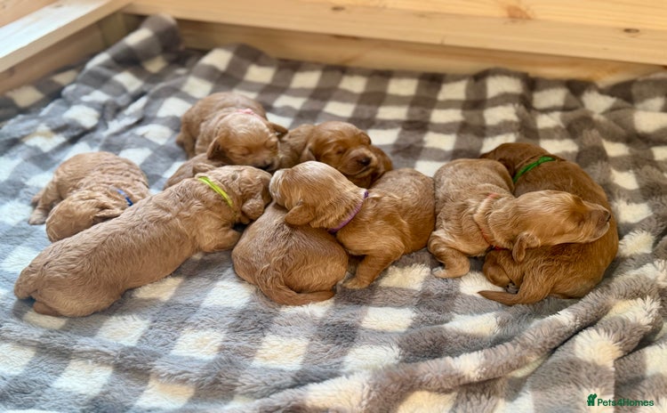 Mini Goldendoodle dogs - Advert 2