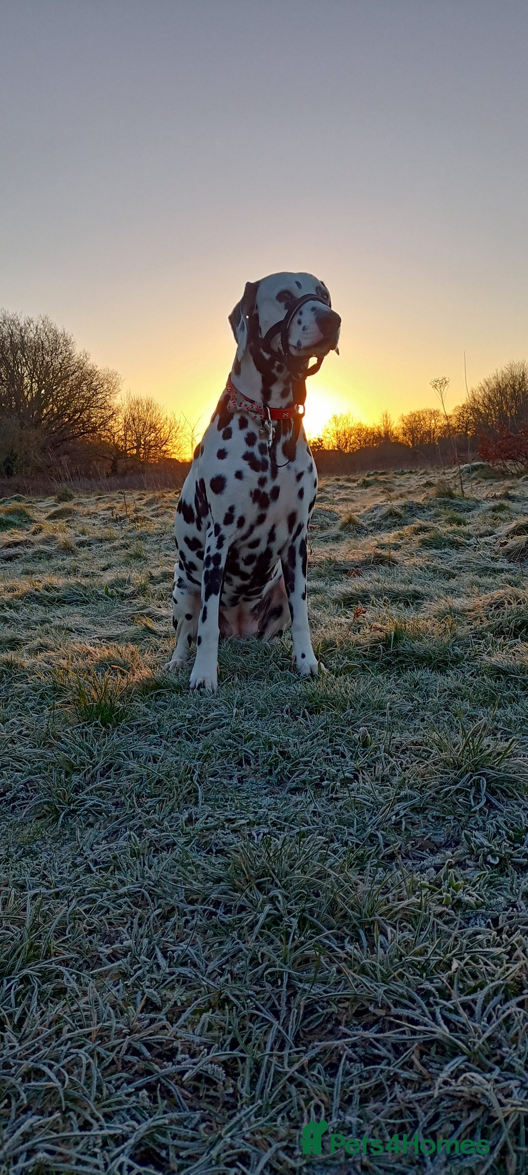 Dalmatian dogs for sale: Dalmatian puppies for sale - Advert 6