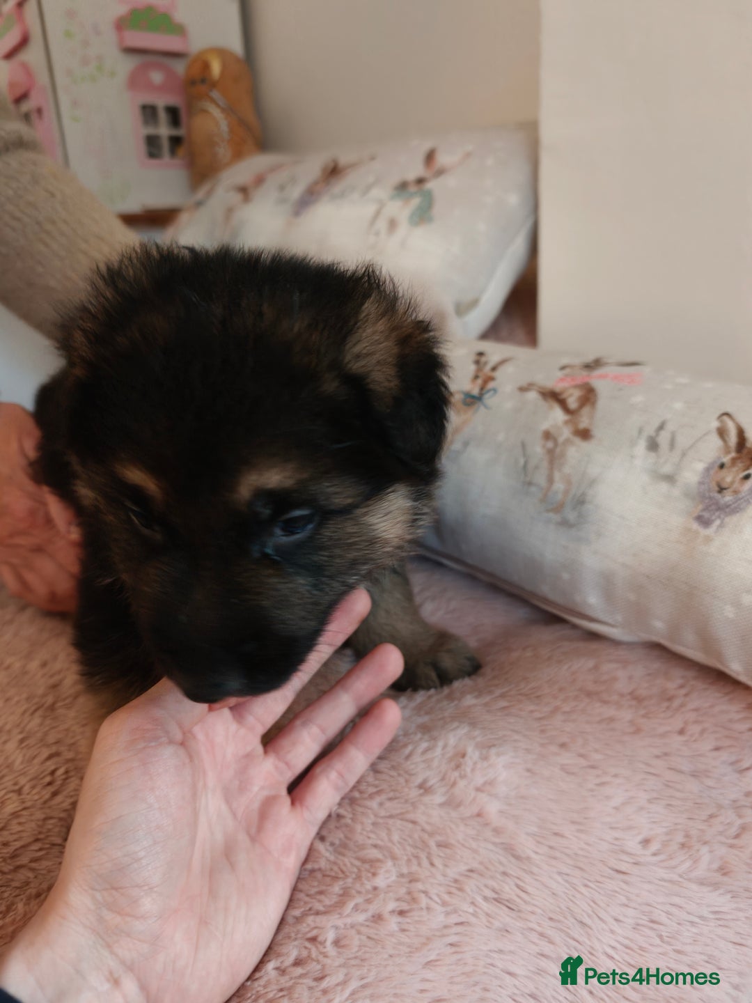 German Shepherd dogs for sale: German Shepherd Puppies - Advert 6