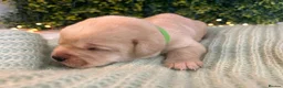 Labrador Retriever dogs for sale: Health-Tested Labrador Pups | 5-Star Breeder - Advert 33