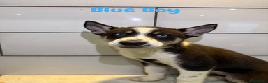 Blue Boy 