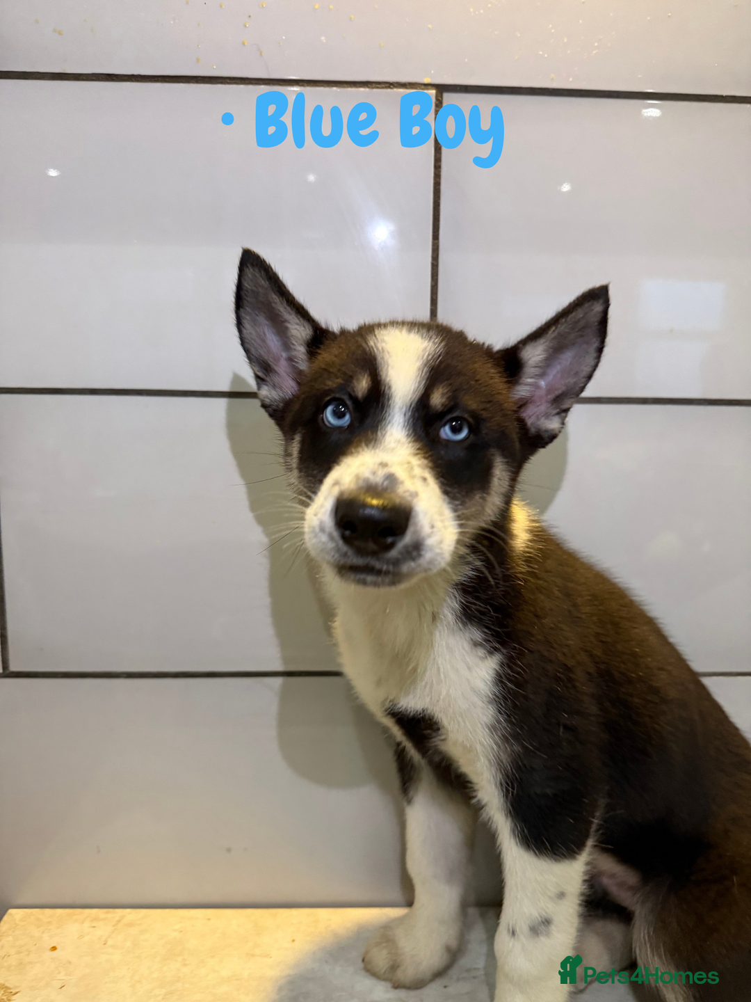 Siberian Husky dogs for sale: Husky Puppies 🩵🩷 - Advert 12