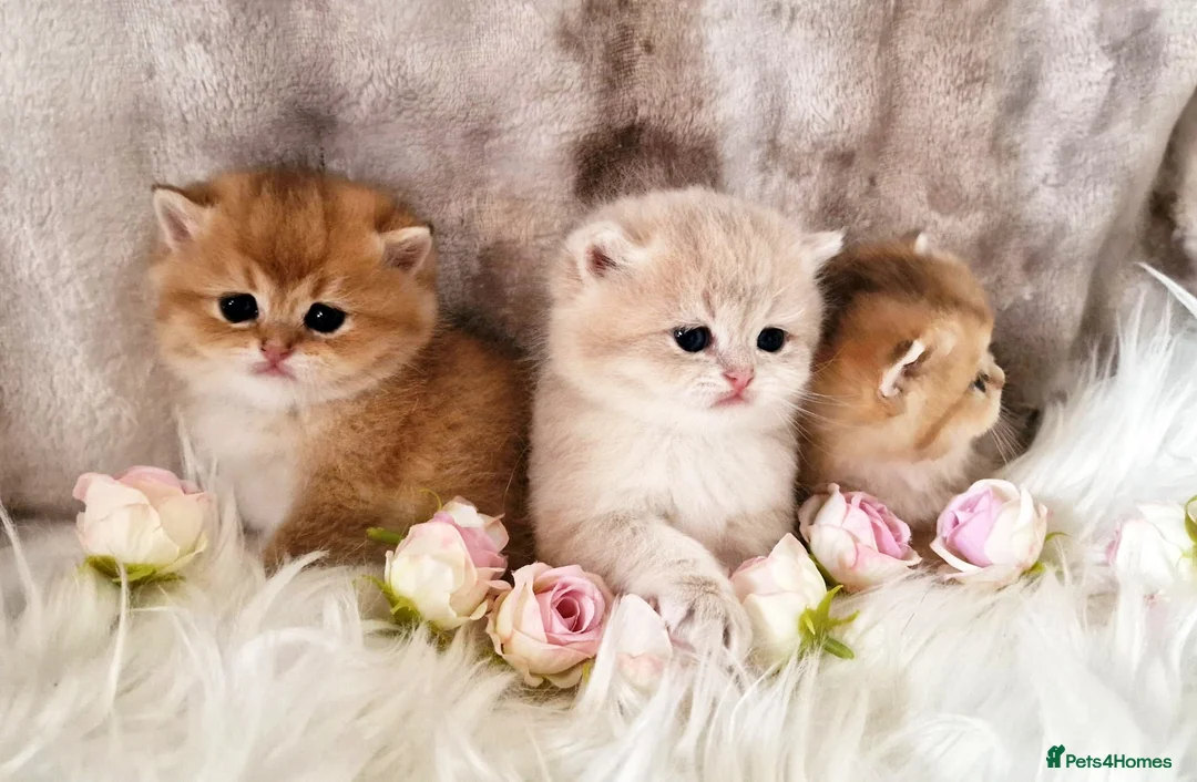 British Shorthair cats for sale: 🧡 GOLDEN & GOLDEN BLUE BSH KITTENS 🧡  - Advert 2