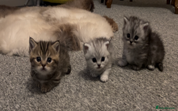 Munchkin cats for sale: A very SPECIAL litter of Munchkins Kittens  - Image 22